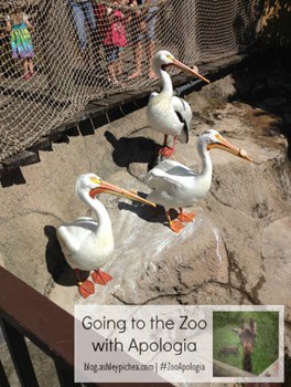 Zoo+Apologia=#ZooApologia | ashleypichea.com