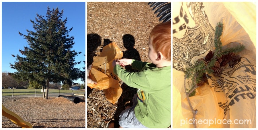 Collecting Pinecones | Counting with Pinecones - an nature and number exploration activity for toddlers and preschoolers